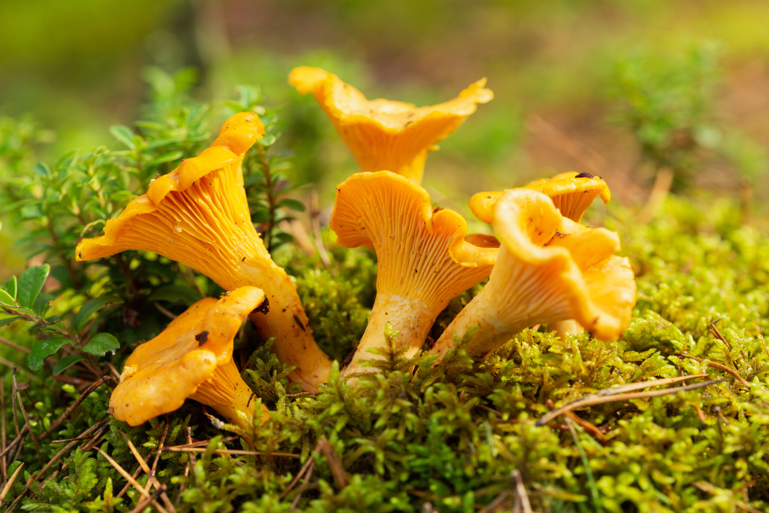 Close up of chanterelle mushrooms in a forest. Edible mushrooms