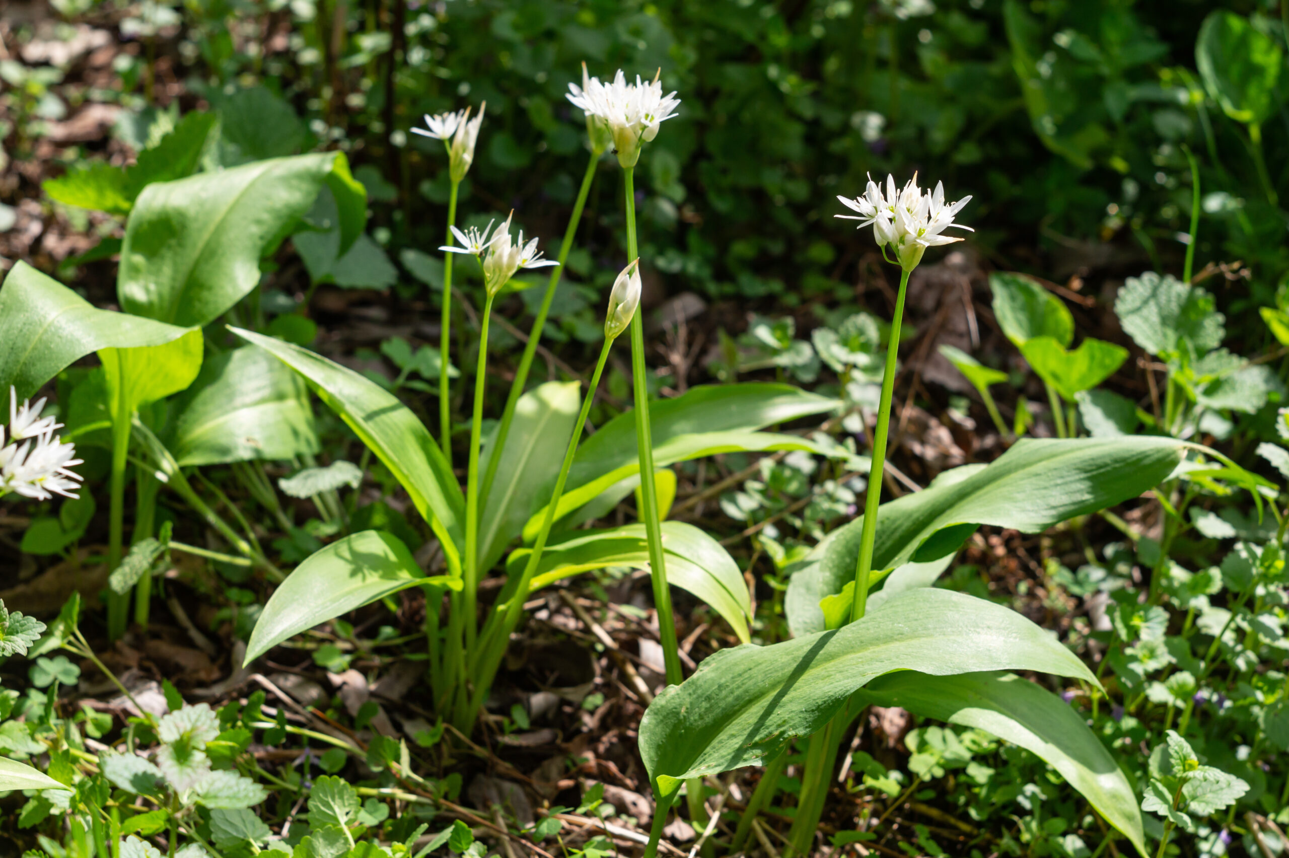 Flowering plants of wild garlic or ramsons in the garden