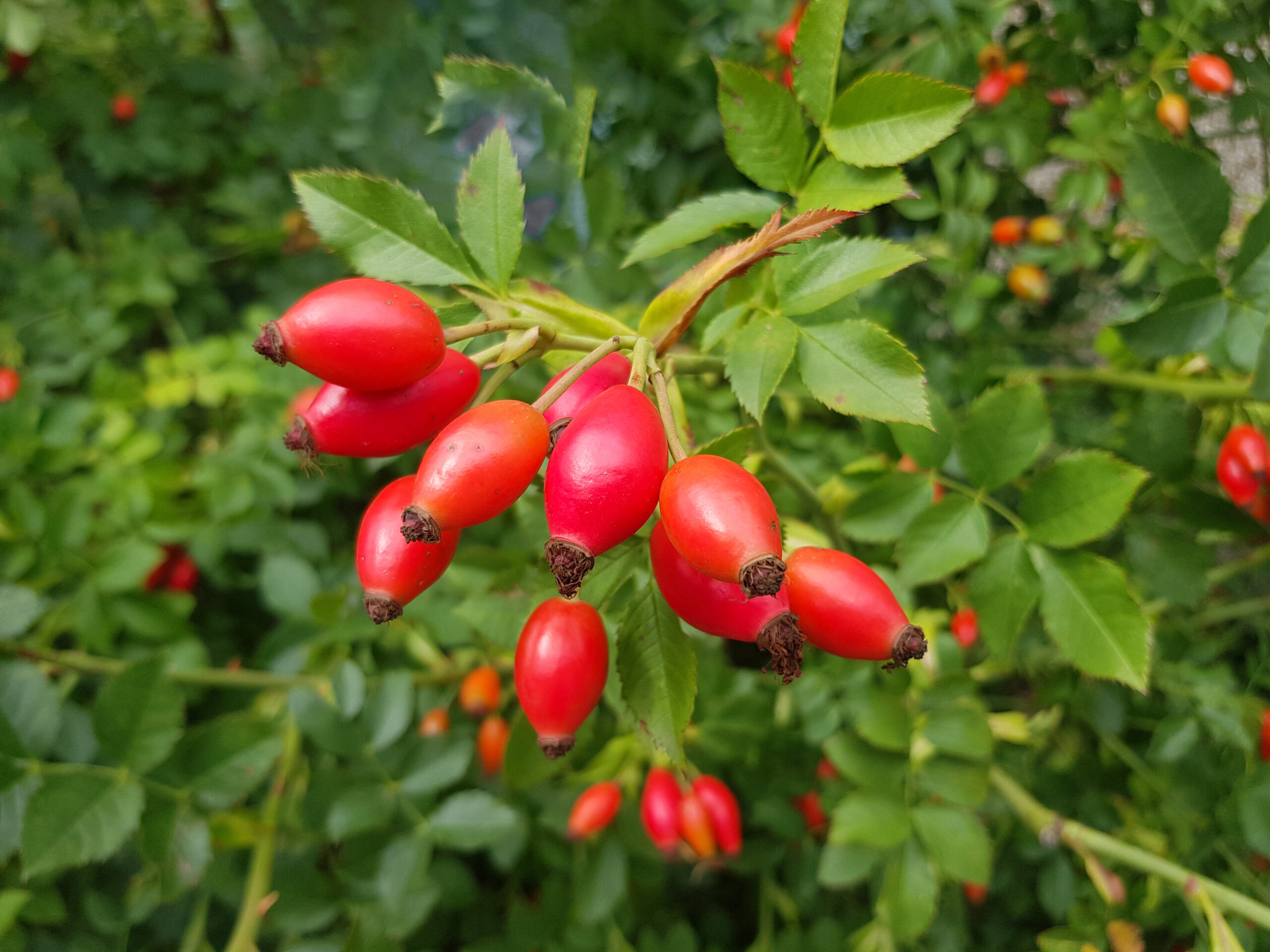 Red Rosehip fruit on a green rosebush