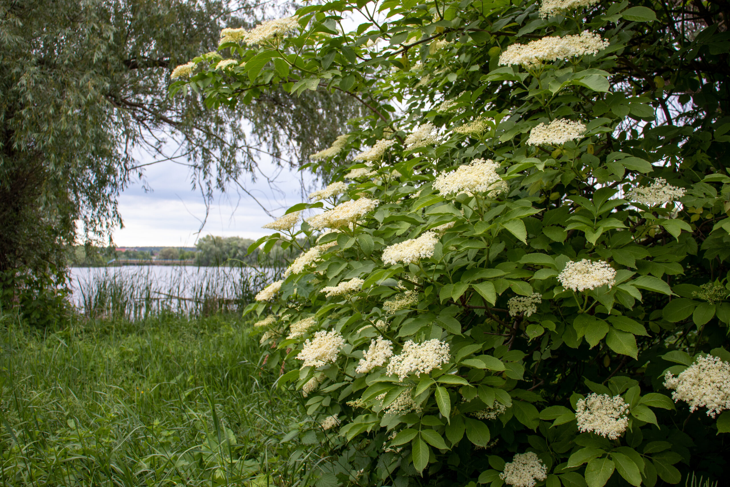 Summer landscape with tree arch and blooming elderflower bush 