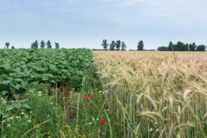 One half of a field with green wildflowers on the left and one half with light brown coloured wheat