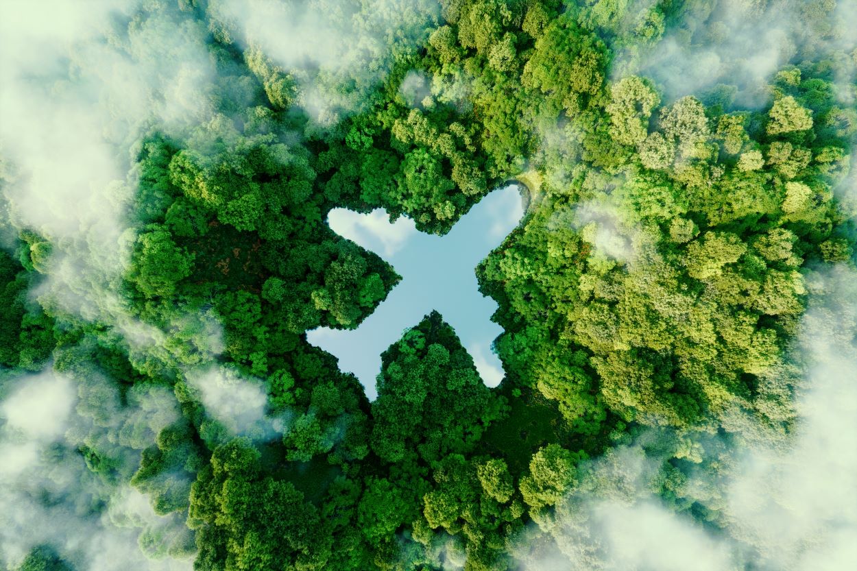 Forest of trees with cut out of a plane 