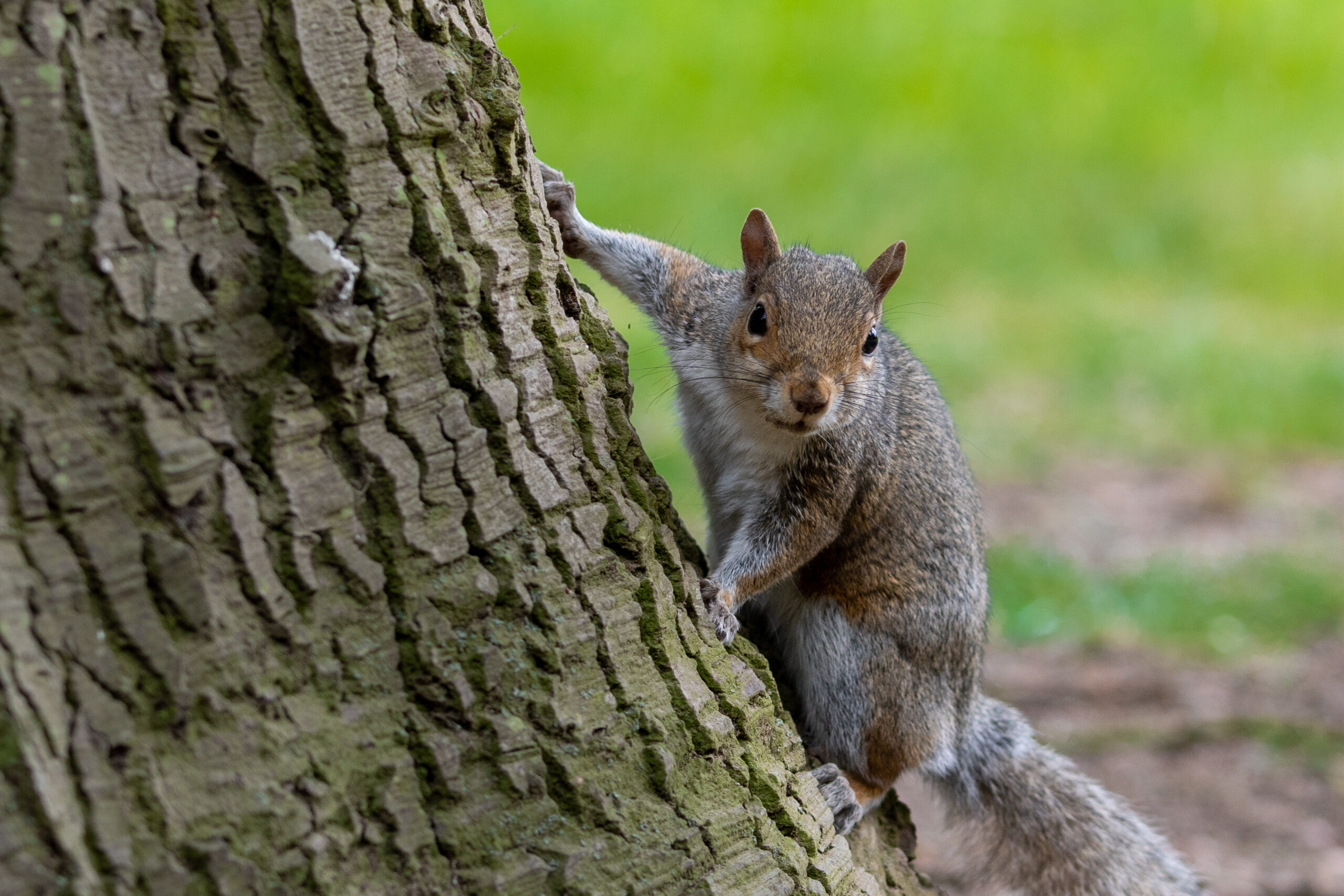 A portrait of a common grey squirrel looking at the camera.