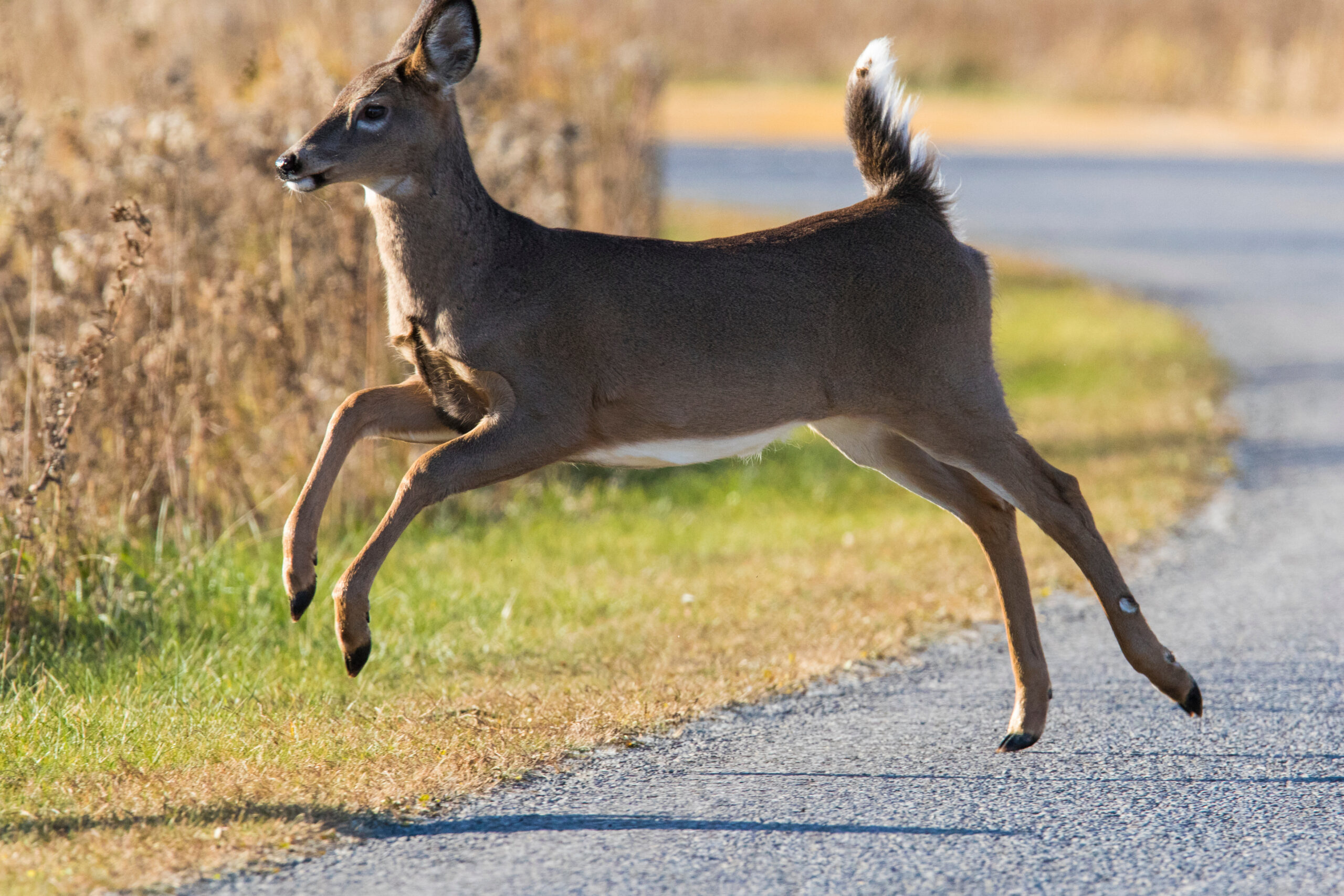 Deer running alongside of the road 