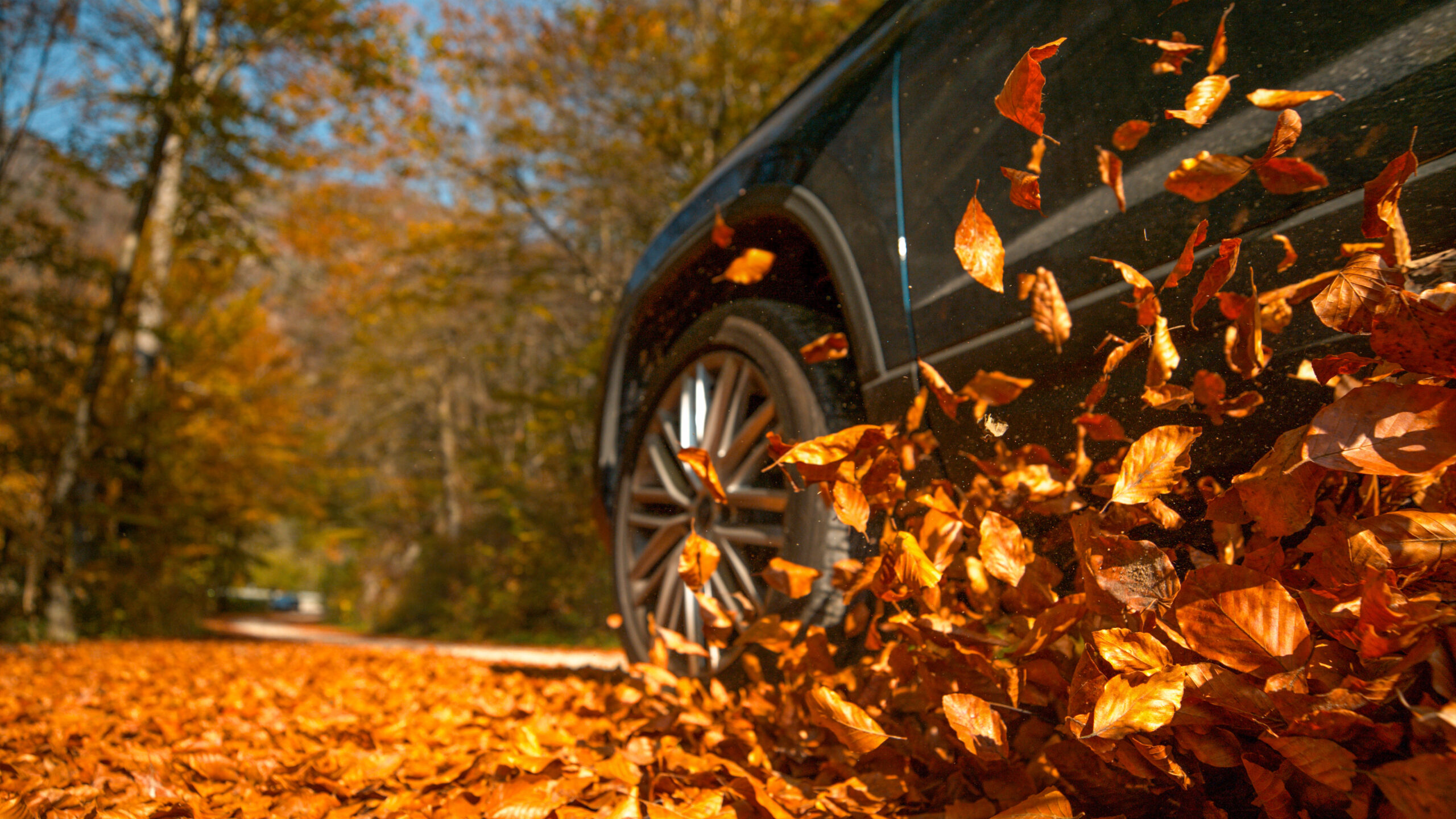 Wet leaves on the road during autumn