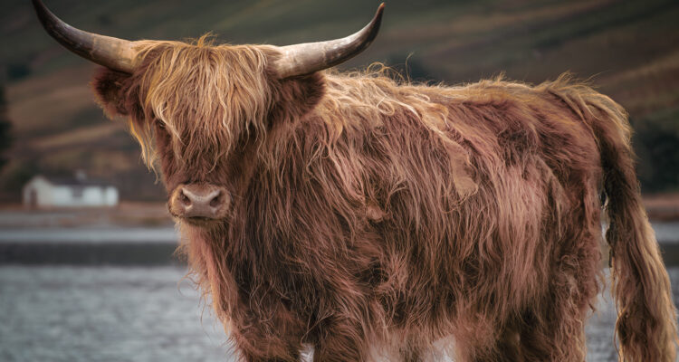 Highland Cow