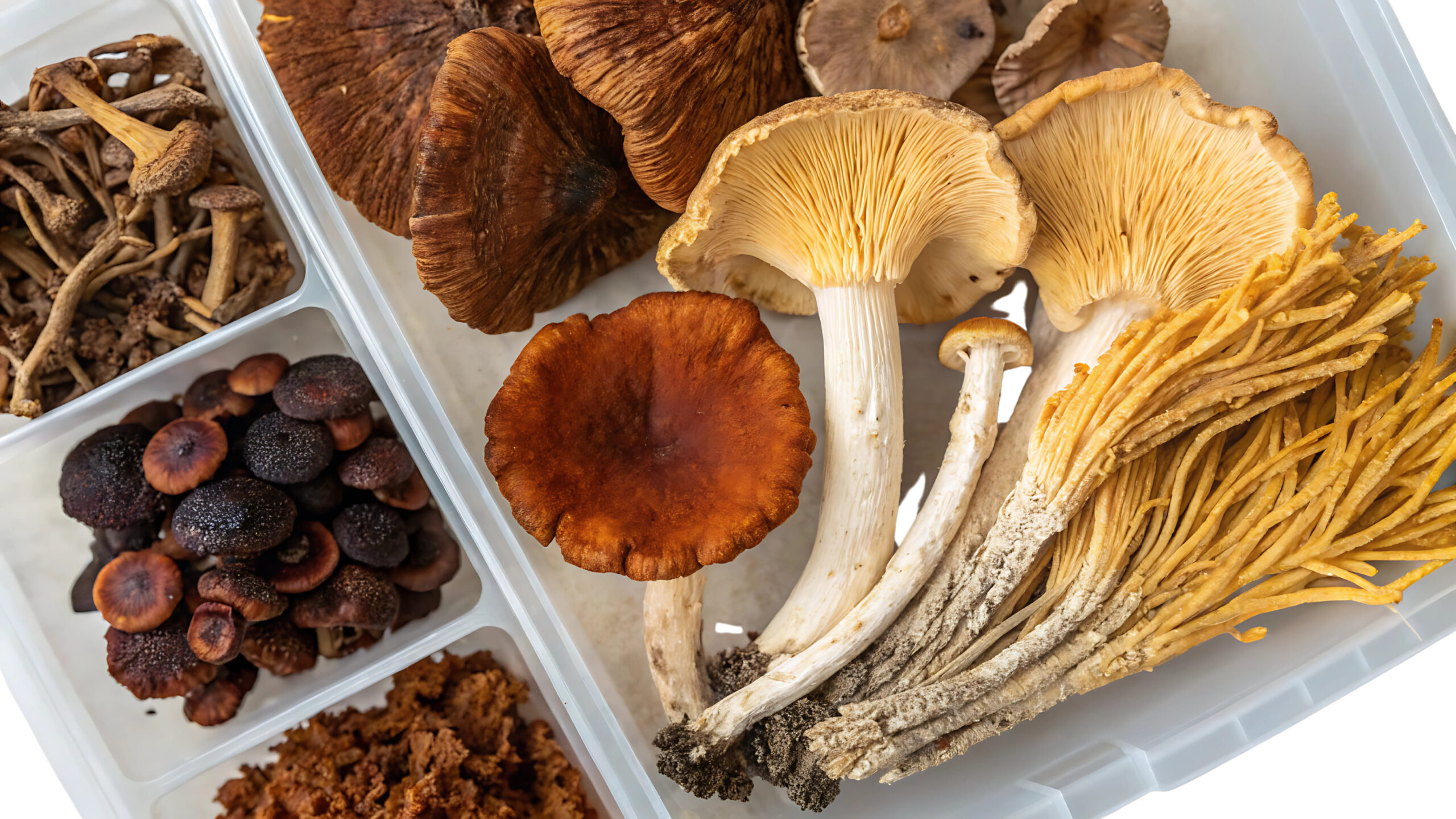 Adaptogenic Mushrooms Featuring Reishi, Chaga, Lion’s Mane, Cordyceps, and Turkey Tail for Holistic Healing on Transparent Background