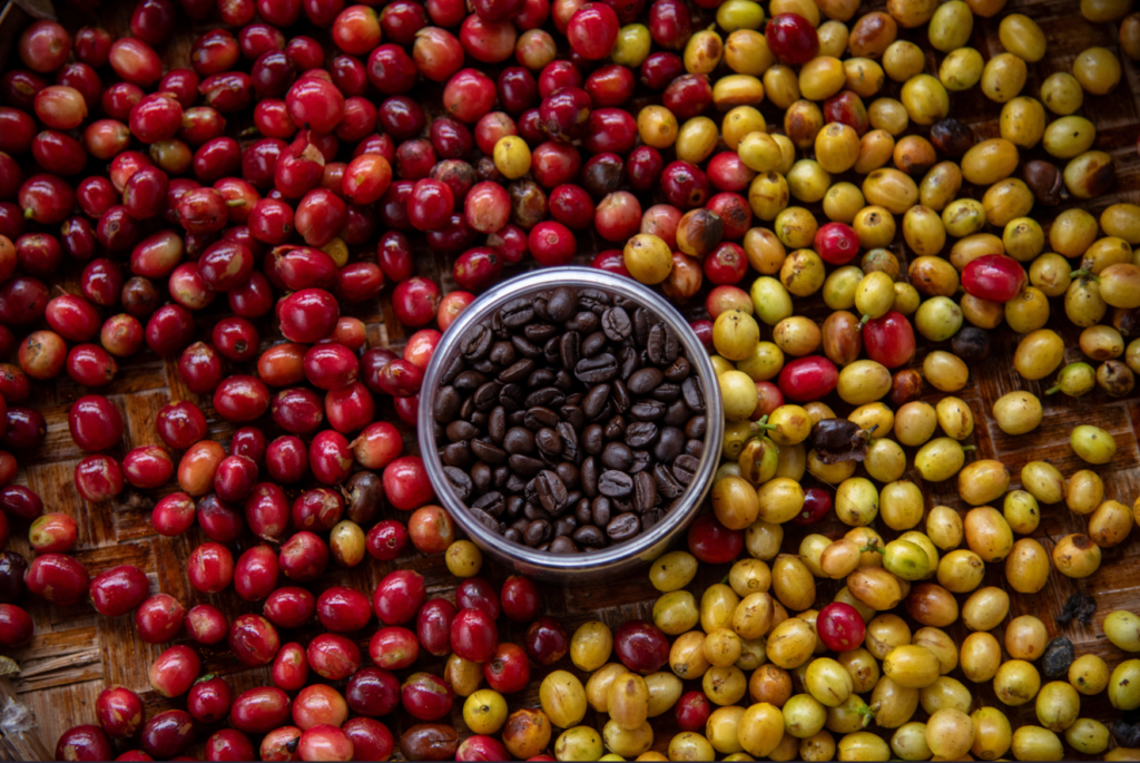 Raw Red and Green Coffee Beans Surrounding a Cup of Roasted Coffee Beans